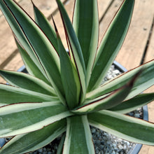 Load image into Gallery viewer, Agave 'Snow Glow'