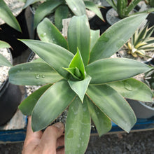 Load image into Gallery viewer, Agave gilbertii