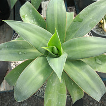 Load image into Gallery viewer, Agave gilbertii