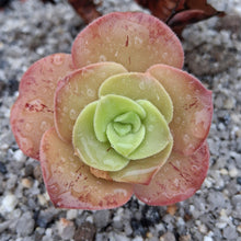 Load image into Gallery viewer, Aeonium x timense