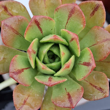 Load image into Gallery viewer, Aeonium x buchardii