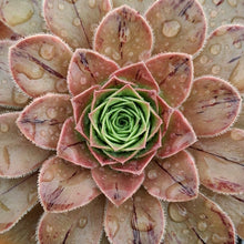 Load image into Gallery viewer, Aeonium x holospathulatum