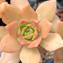 Load image into Gallery viewer, Aeonium x cilifolium