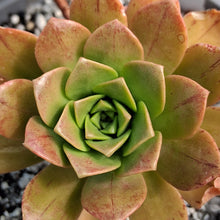Load image into Gallery viewer, Aeonium x cilifolium