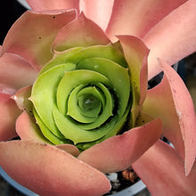 Load image into Gallery viewer, Aeonium x bramwelli