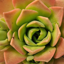 Load image into Gallery viewer, Aeonium x nogalesii