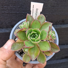 Load image into Gallery viewer, Aeonium x condei