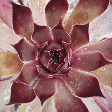 Load image into Gallery viewer, Sempervivum 'Butterscotch Baby'