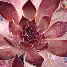Load image into Gallery viewer, Sempervivum 'Butterscotch Baby'
