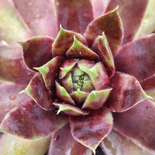 Load image into Gallery viewer, Sempervivum 'Cranberry Cocktail'