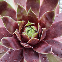 Load image into Gallery viewer, Sempervivum 'Cranberry Cocktail'