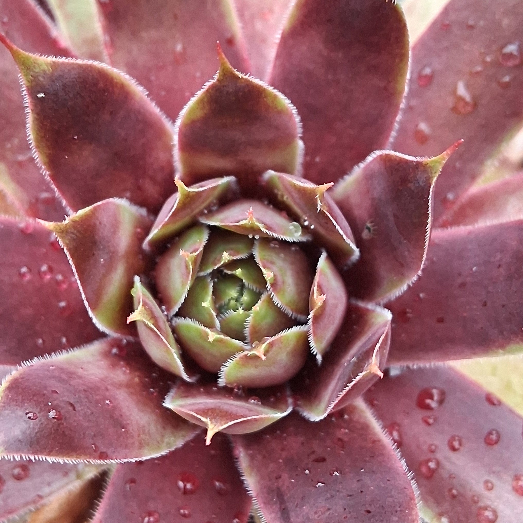 cranberry cocktail succulent Sempervivum 'Cranberry Cocktail'