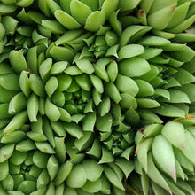 Load image into Gallery viewer, Sempervivum 'Key Lime Kiss'