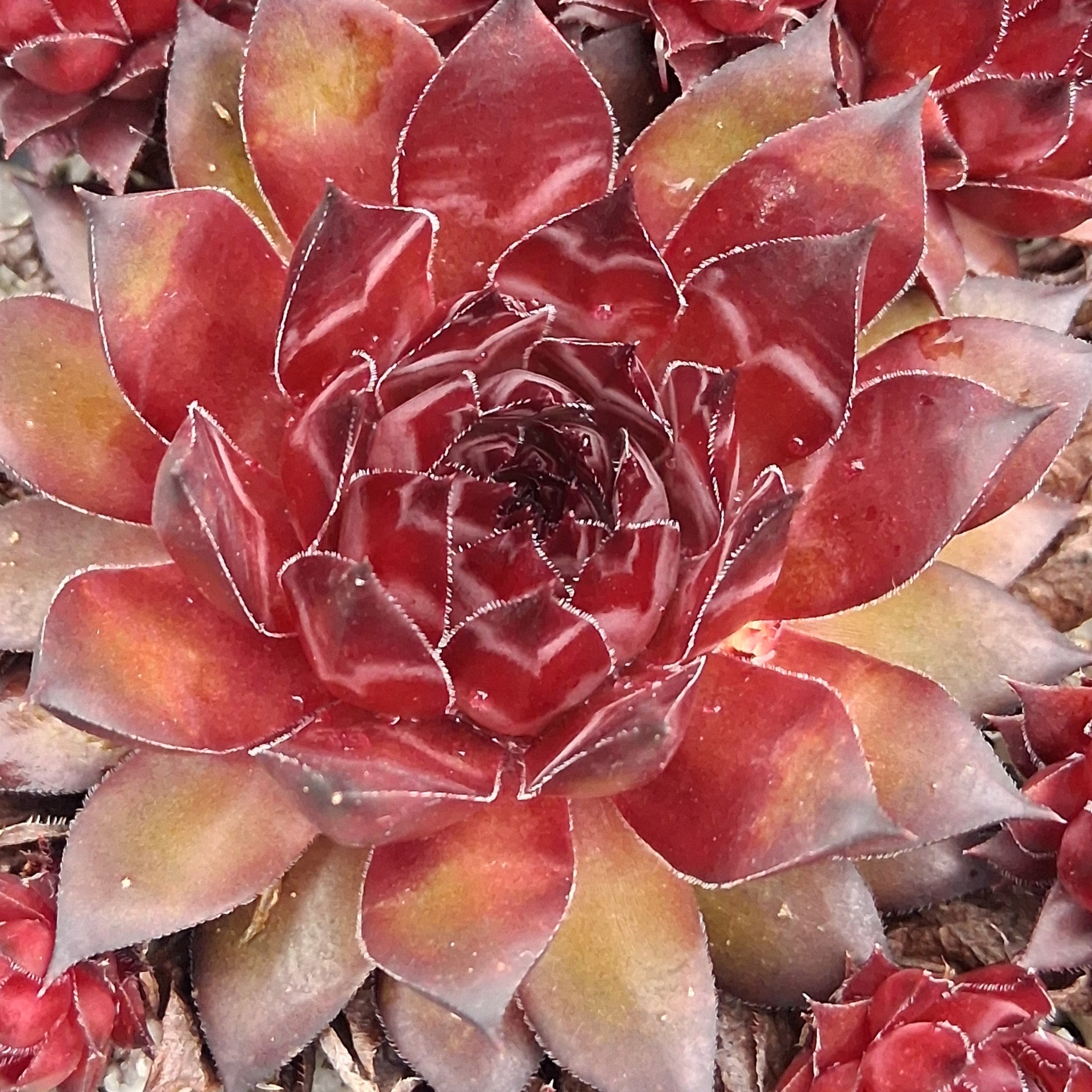 succulent paradise Sempervivum 'Pineapple Paradise' – Coastal Succulents, Cacti & Alpines