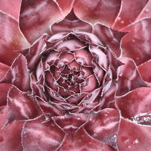 Load image into Gallery viewer, Sempervivum 'Autumn Apple'