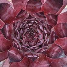 Load image into Gallery viewer, Sempervivum 'Autumn Apple'
