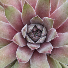 Load image into Gallery viewer, Sempervivum 'Silver Suede'