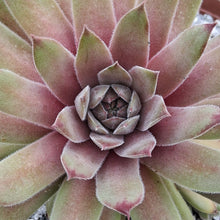 Load image into Gallery viewer, Sempervivum 'Silver Suede'