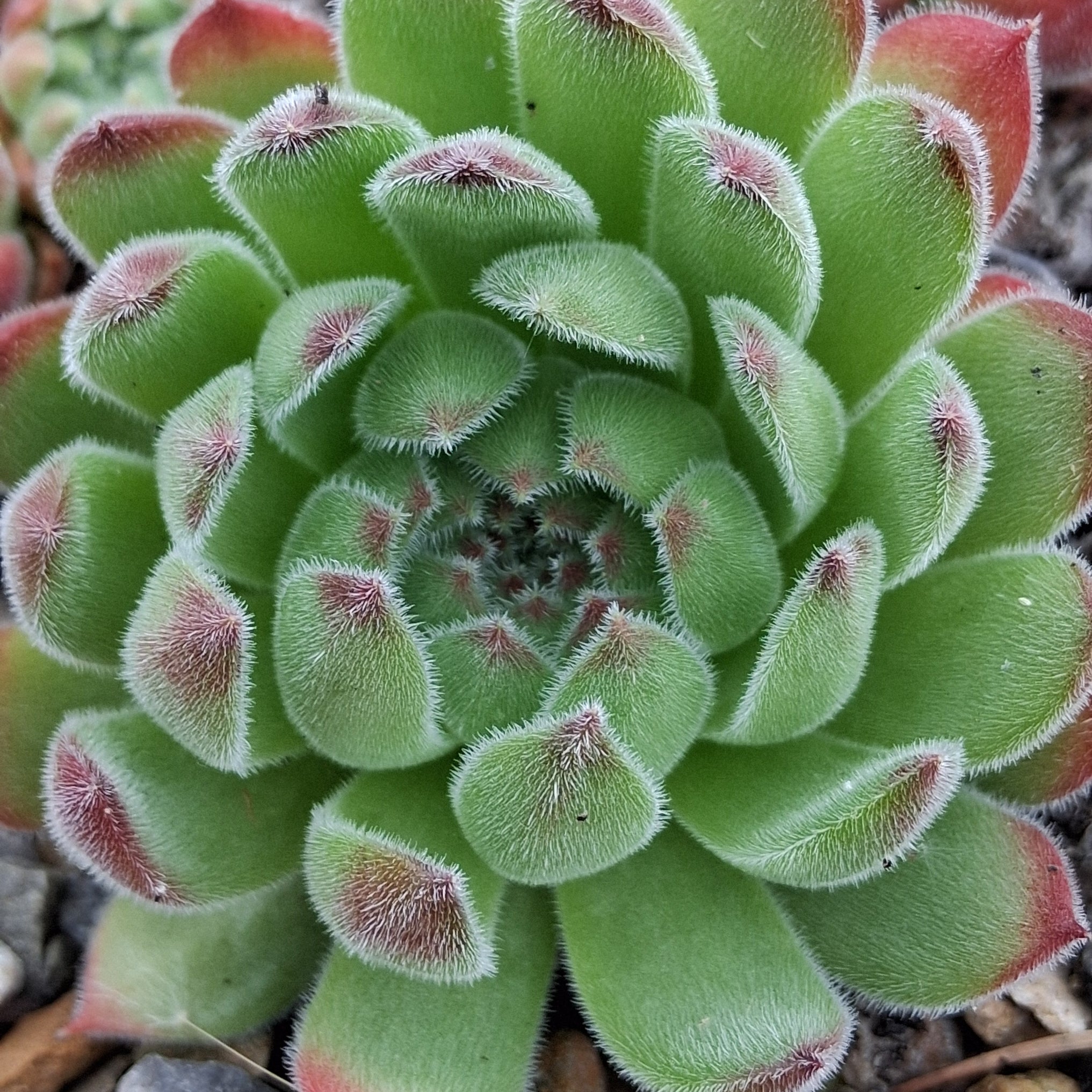 sugar shimmer succulent Sempervivum 'Sugar Shimmer'
