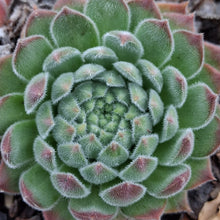 Load image into Gallery viewer, Sempervivum 'Sugar Shimmer'