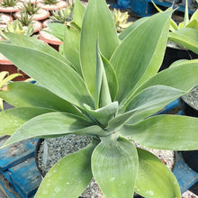 Load image into Gallery viewer, Agave attenuata
