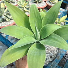 Load image into Gallery viewer, Agave attenuata