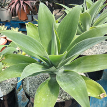 Load image into Gallery viewer, Agave attenuata