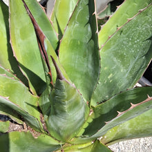 Load image into Gallery viewer, Agave montana