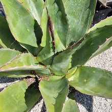 Load image into Gallery viewer, Agave montana