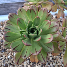 Load image into Gallery viewer, Aeonium x gulliveri