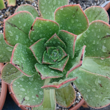 Load image into Gallery viewer, Aeonium leucoblepharum (Somalian Form)