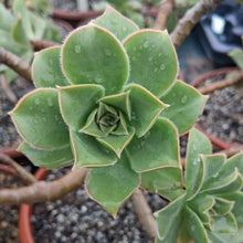 Load image into Gallery viewer, Aeonium leucoblepharum (Ethiopian Form)
