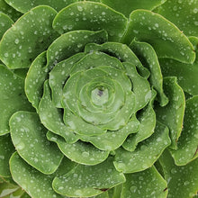 Load image into Gallery viewer, Aeonium x marreroi