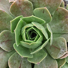 Load image into Gallery viewer, Aeonium spathulatum x valderense