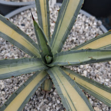Load image into Gallery viewer, Agave macroacantha mediopicta
