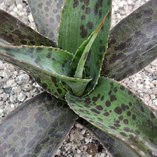 Load image into Gallery viewer, Mangave 'Jaguar'