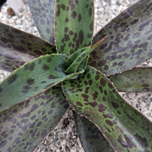 Load image into Gallery viewer, Mangave 'Jaguar'