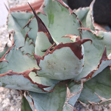Load image into Gallery viewer, Agave titanota 'Black & Blue'