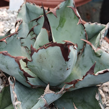 Load image into Gallery viewer, Agave titanota 'Black & Blue'