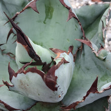 Load image into Gallery viewer, Agave titanota 'Black & Blue'
