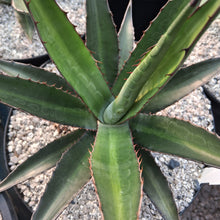 Load image into Gallery viewer, Agave x loferox 'Stairway to Heaven'