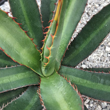 Load image into Gallery viewer, Agave x loferox 'Stairway to Heaven'