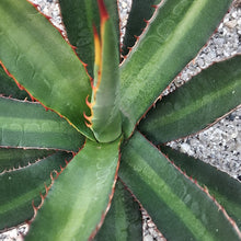 Load image into Gallery viewer, Agave x loferox 'Stairway to Heaven'