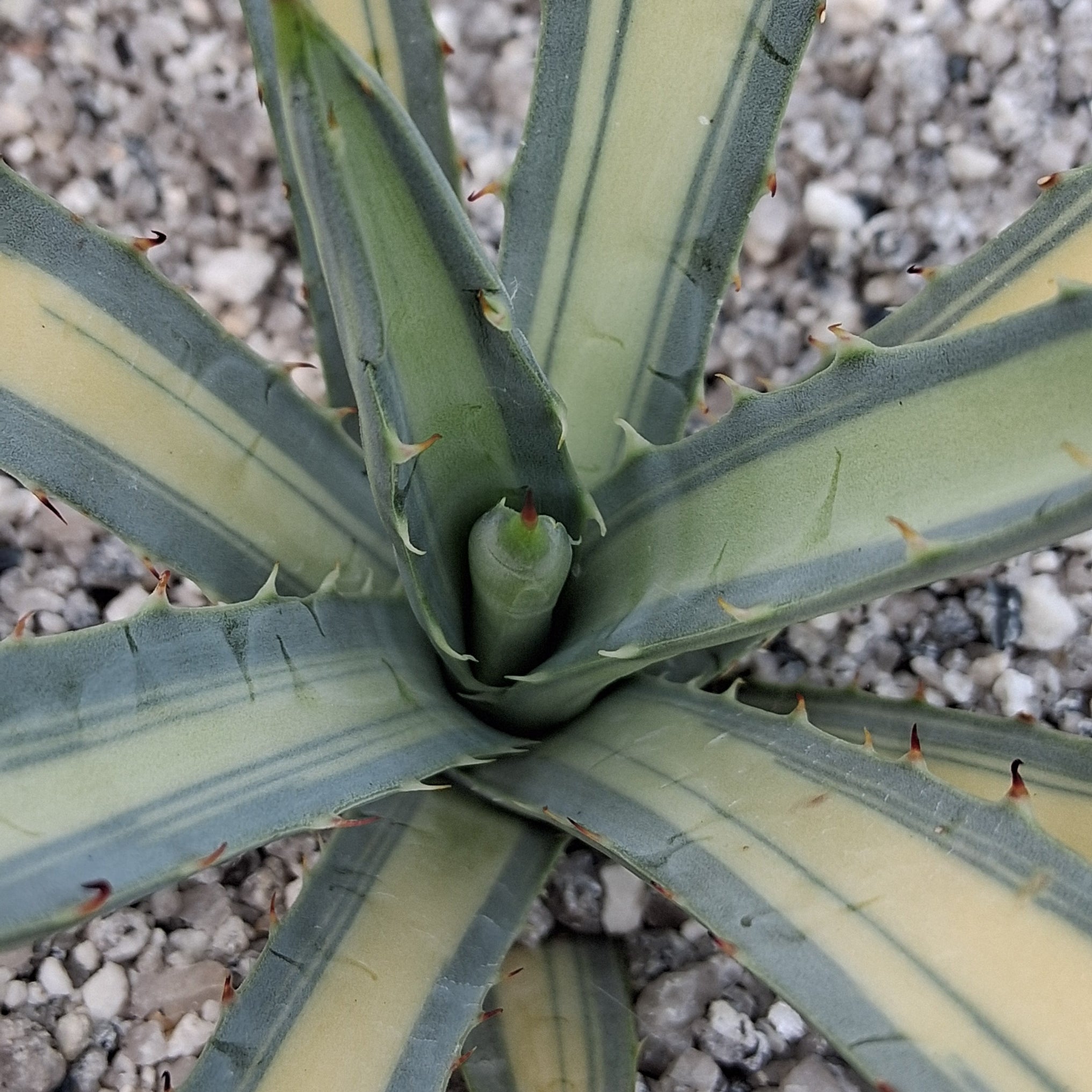 Agave macroacantha mediopicta – Coastal Succulents, Cacti & Alpines