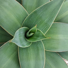 Load image into Gallery viewer, Agave gilbertii