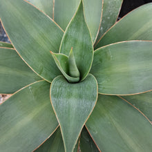 Load image into Gallery viewer, Agave gilbertii