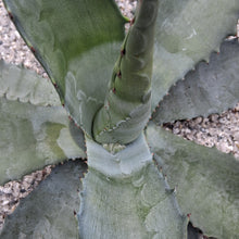 Load image into Gallery viewer, Agave x pseudoferox 'Bluebell Giants'