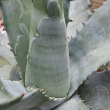 Load image into Gallery viewer, Agave x pseudoferox 'Bluebell Giants'