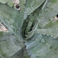 Load image into Gallery viewer, Agave x pseudoferox 'Bluebell Giants'