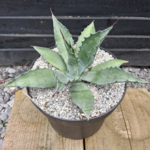 Load image into Gallery viewer, Agave x pseudoferox 'Bluebell Giants'